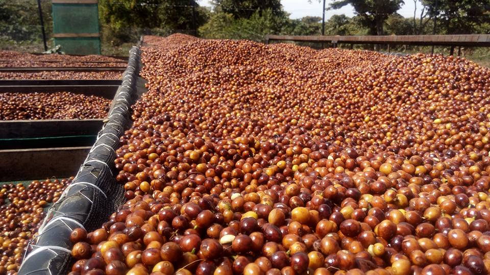 Finca La Montañita - Sombra natural de Pepetos y vegetación nativa