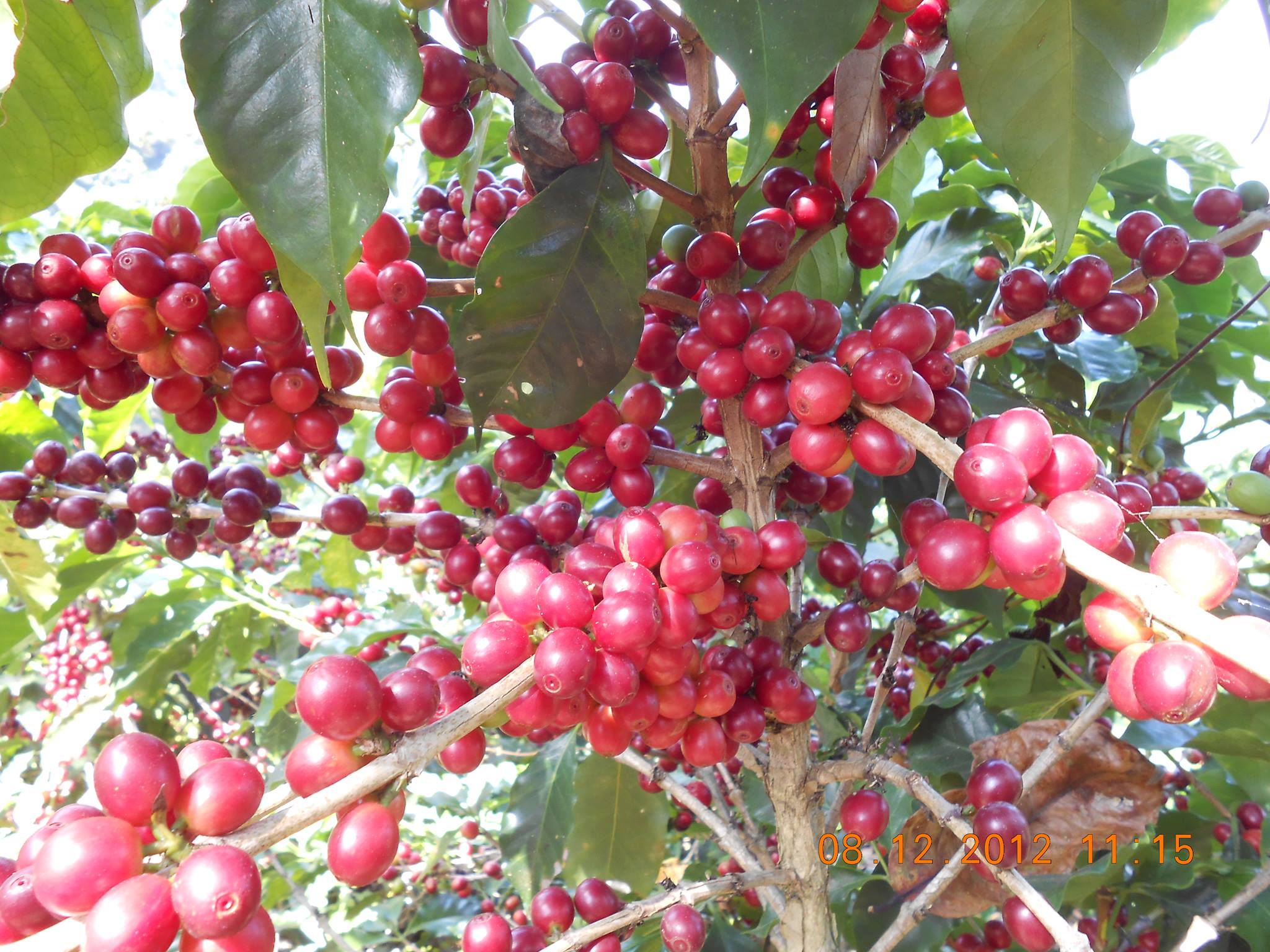 Finca La Montañita - Alturas privilegiadas de 950 a 1350 msnm